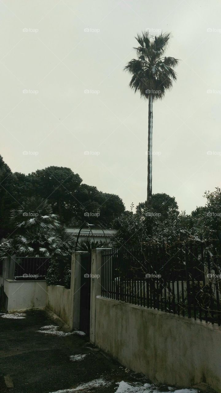 A palm tree covered with snow and other Mediterranean plants in a garden of the Italian island of Ischia