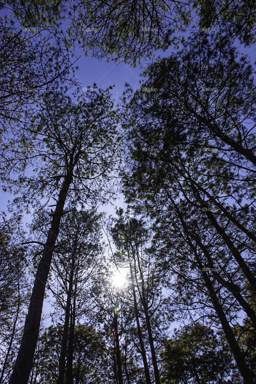 The light from the sun that shines through the pine needles down in the garden.