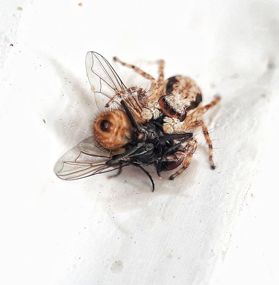 Insect with prey captured using macro lens