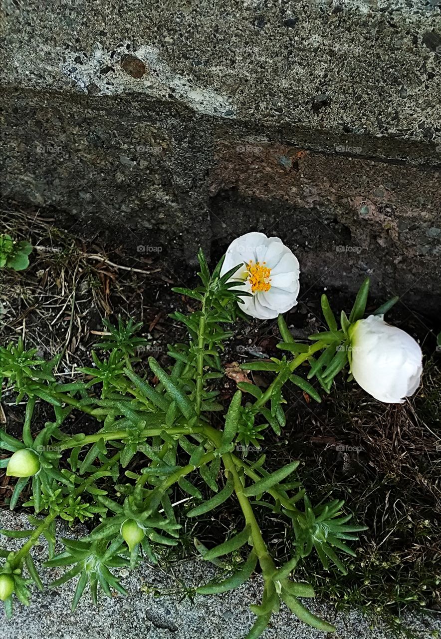Portulaca flowers growing between the stone stairs