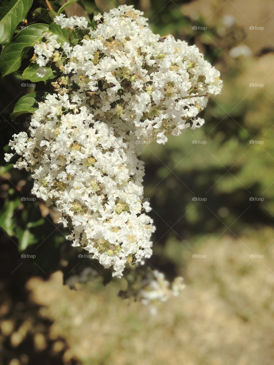 Gorgeous Soft white flowers in bloom 