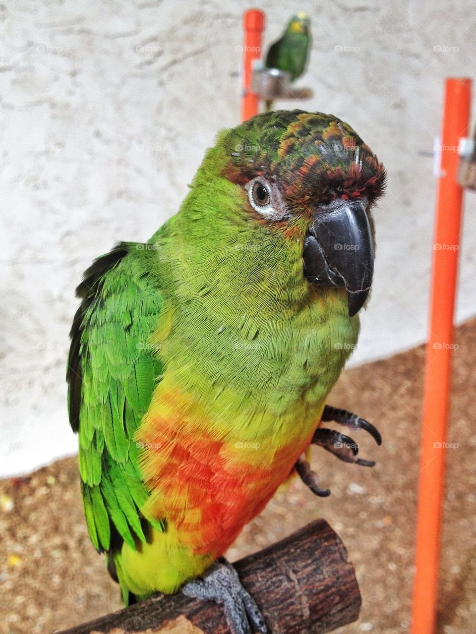 Parrot perching on wood