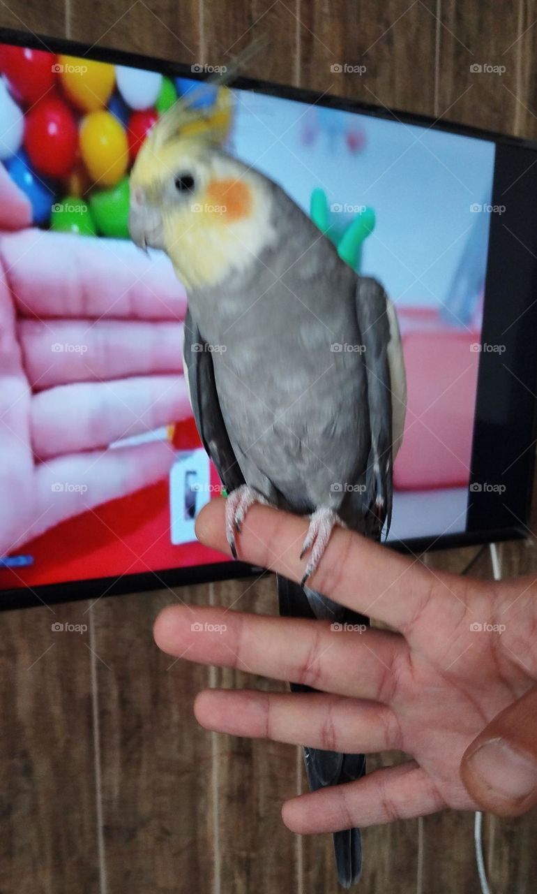 Cockatiels form a strong bond with their human companions.They are very kind and follow the person around the house.This link will also help them in moments of depression.For example, if there is a loud noise that scares them, they will calm with you