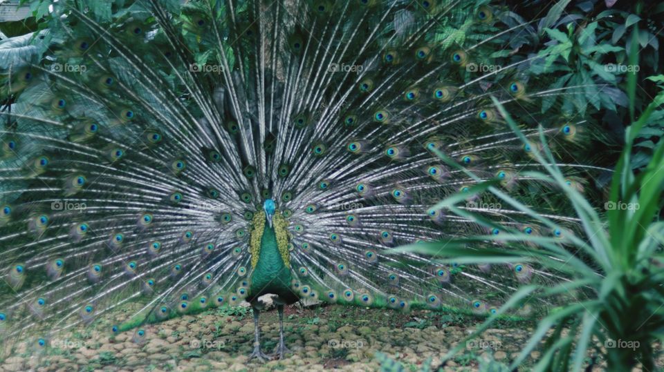 peacock