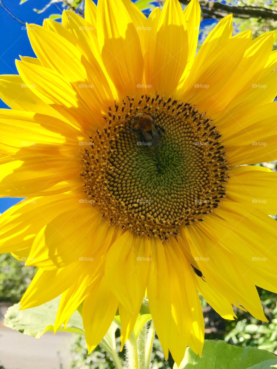 Sunflower bumblebee