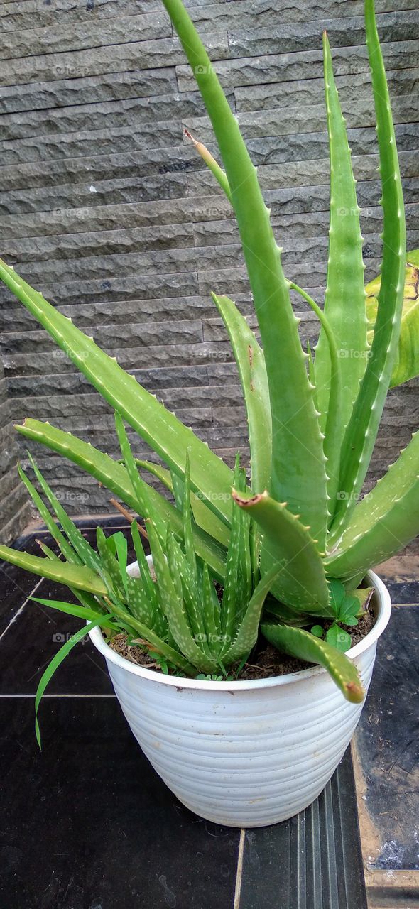 Aloe vera plant.