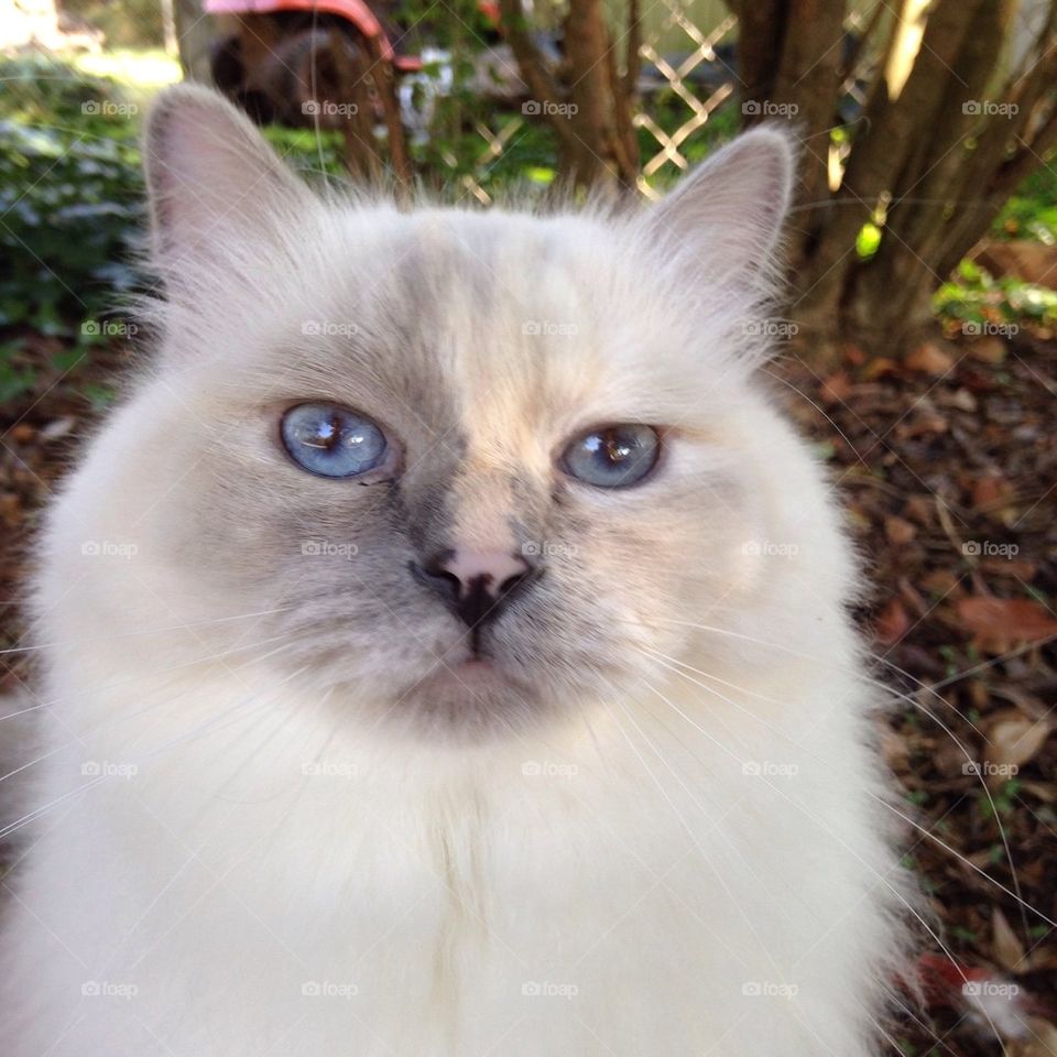 Ragdoll cat face close up