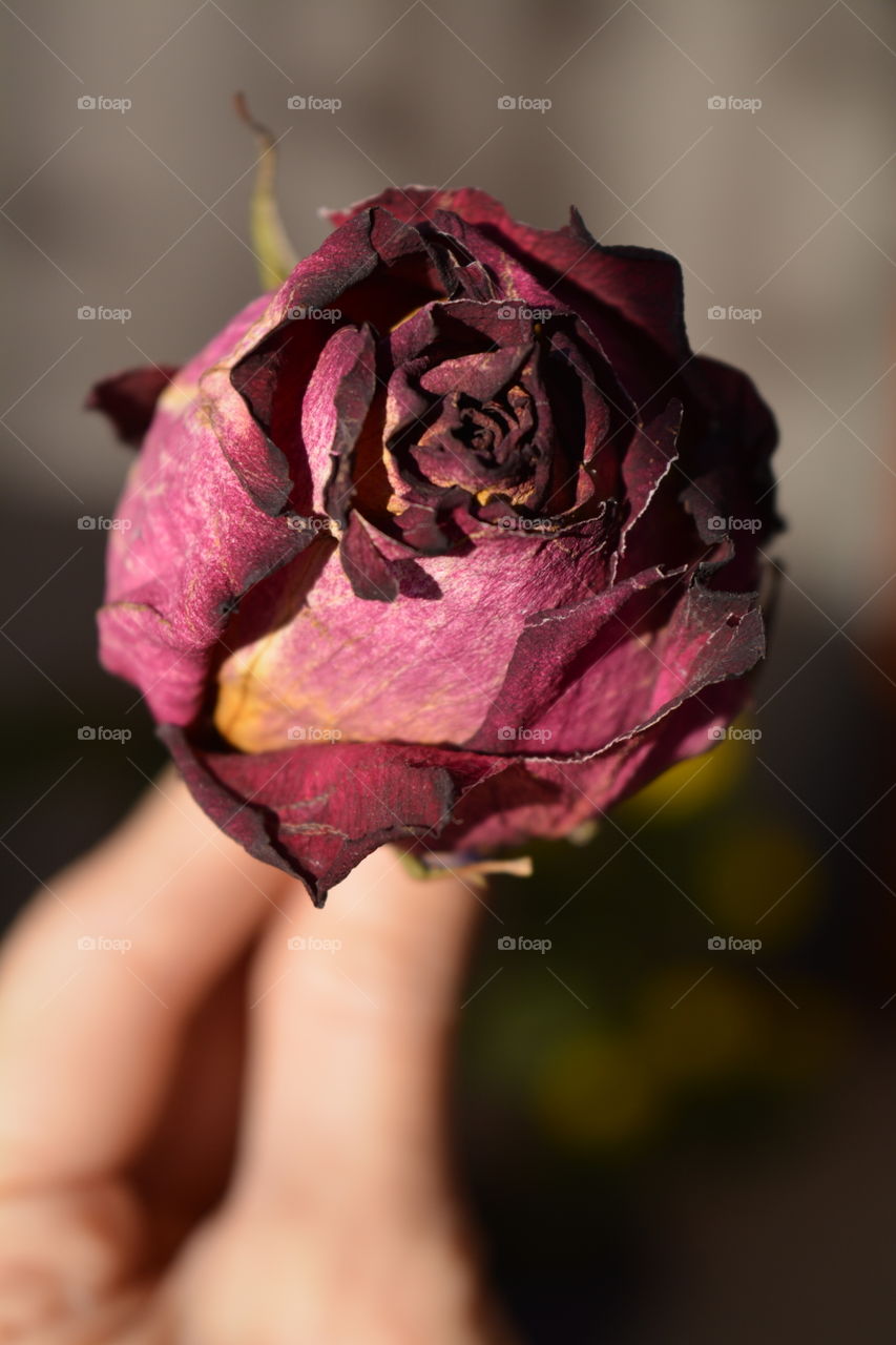 Flower, Nature, Rose, Flora, No Person