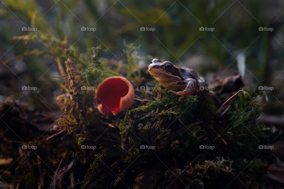 frog and the forest