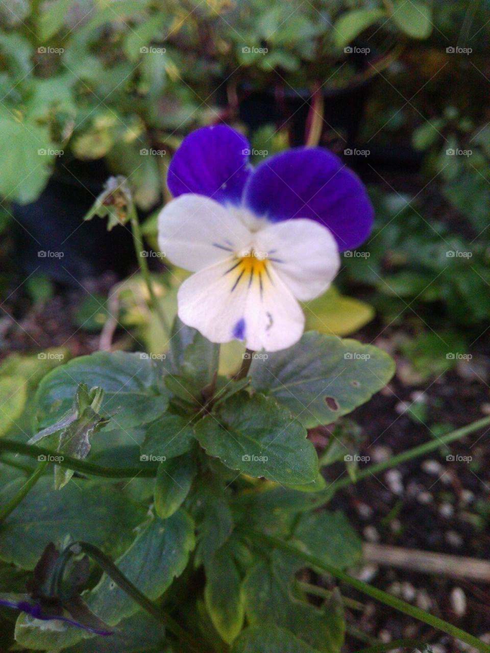 Pansy closeup