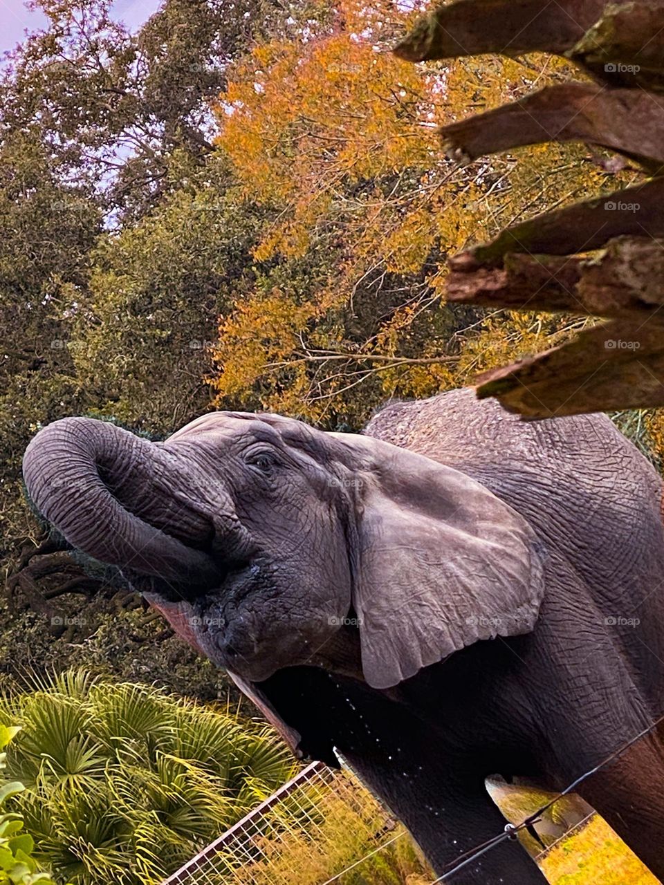 Elephant 