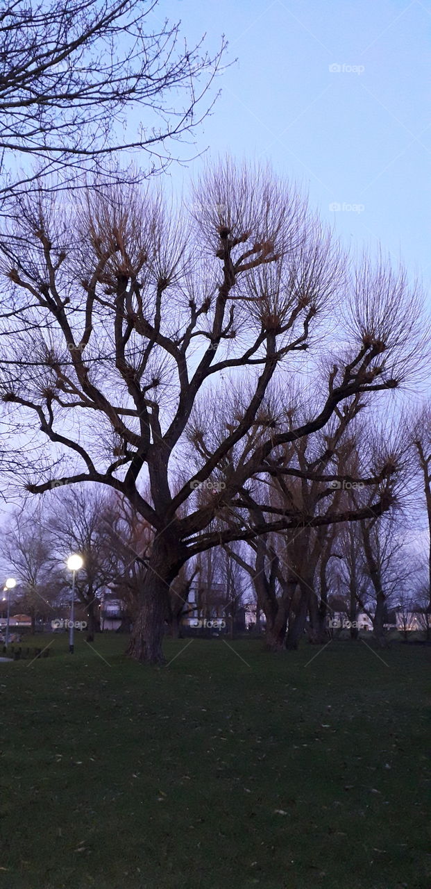 parc de Mons en baroeul