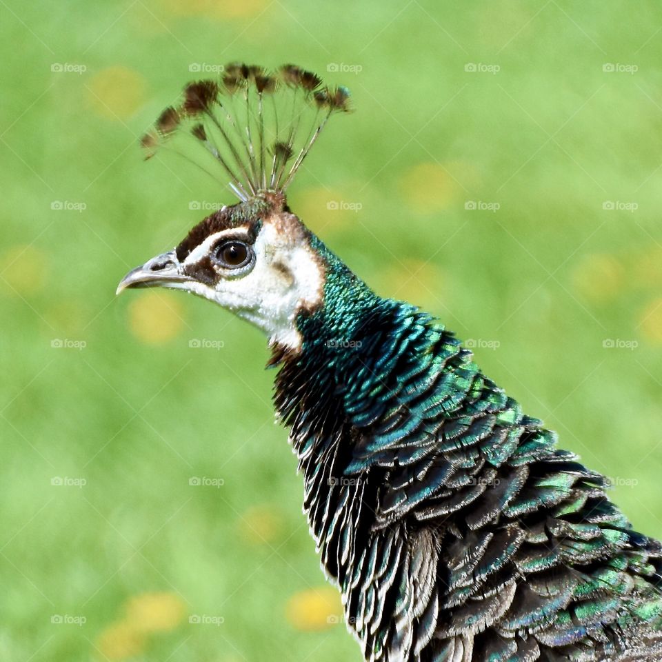 Peacock 