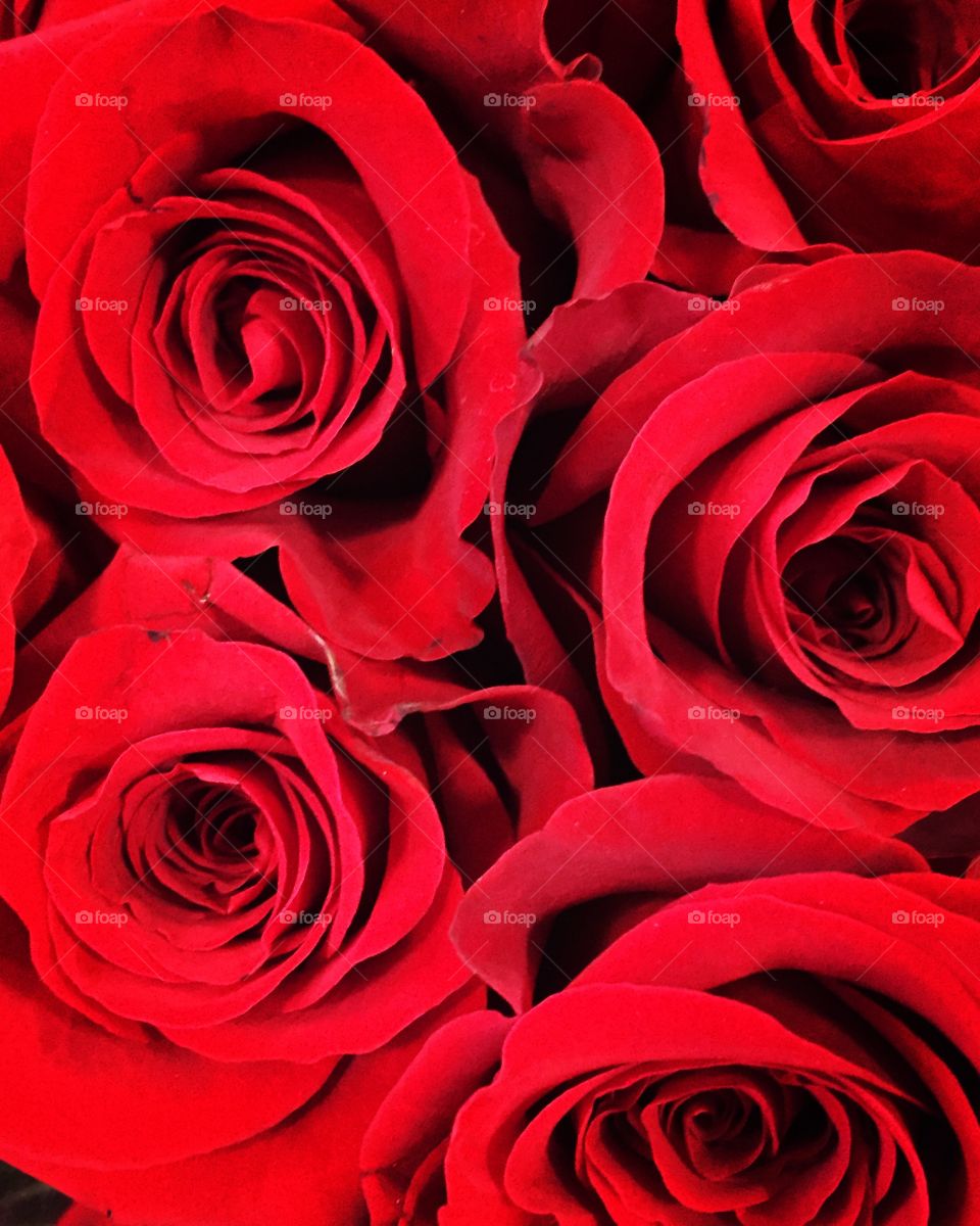 Full frame of beautiful red flowers