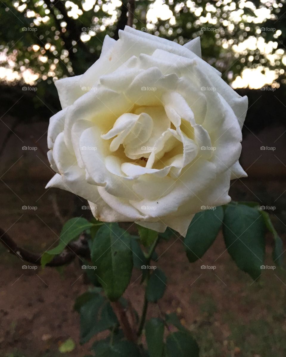 Perfume de “baunilha”!
Ah se a #Internet pudesse transmitir, além das imagens, odores!...
🌱
#natureza #fotografia #flores #inspiração #flowers