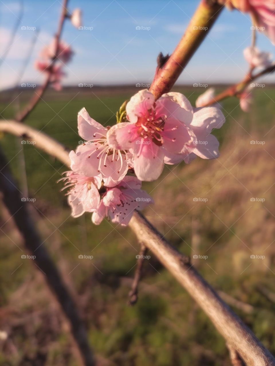 spring photos part 2