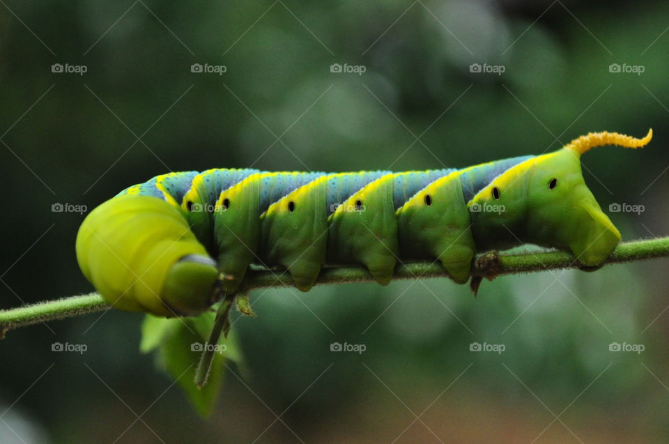 sri lankan wild leaf worm in sleeping