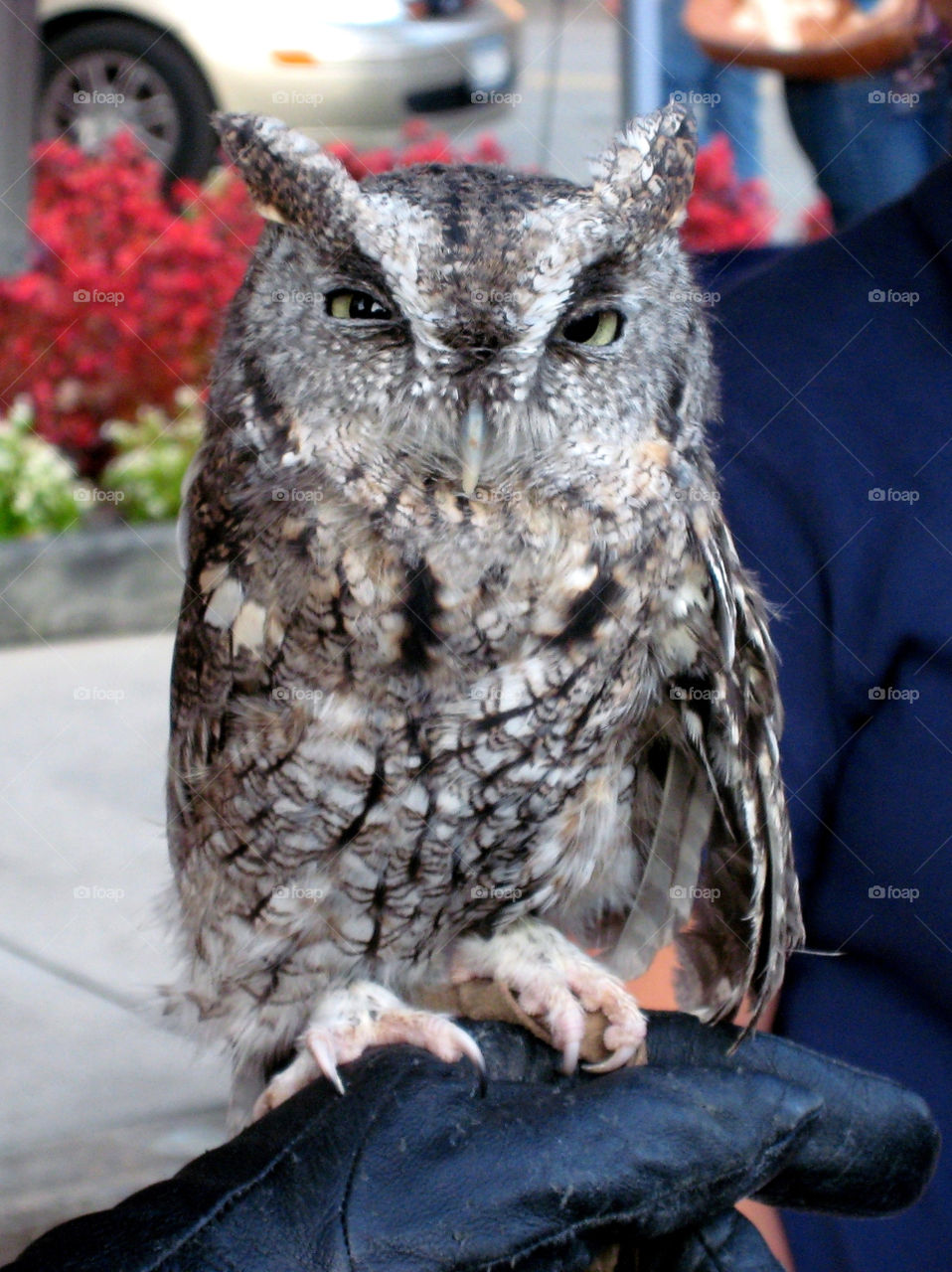 oyster bay new york fall festival owl by vincentm