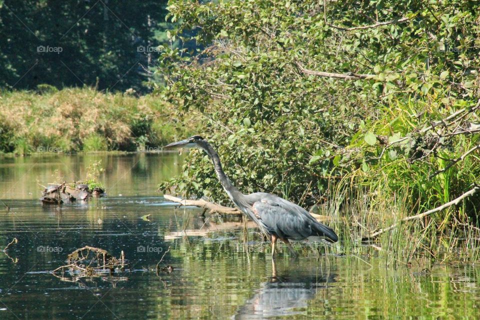 heron close up