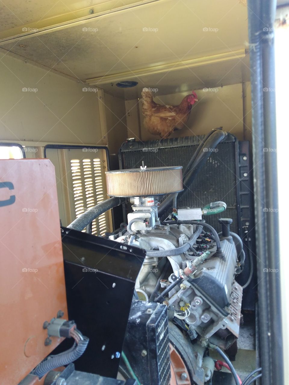 Chicken inside a generator.