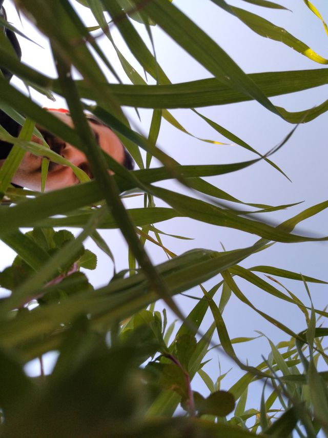 grass