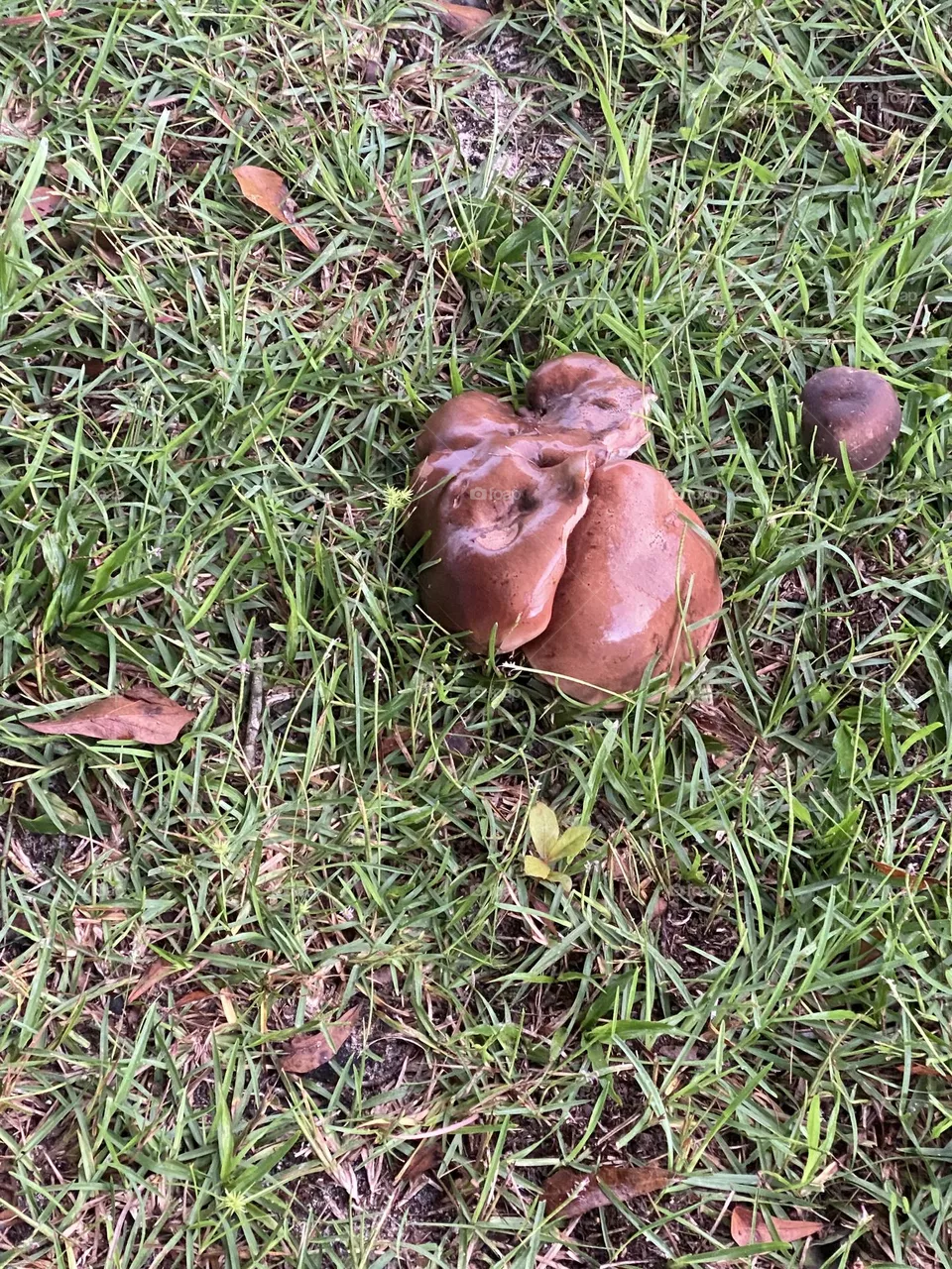 Big brown mushroom 