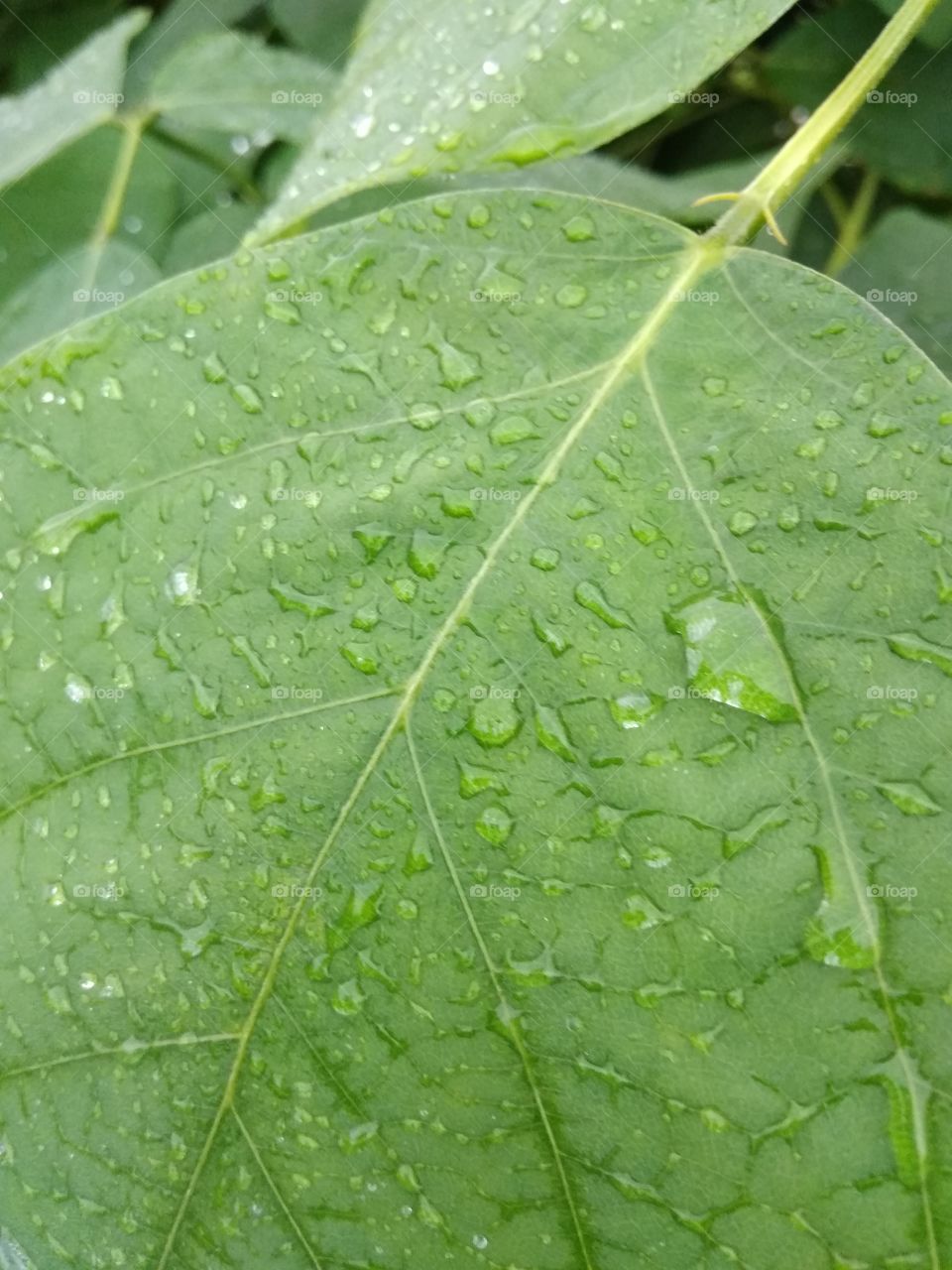 water drops in the green leaves