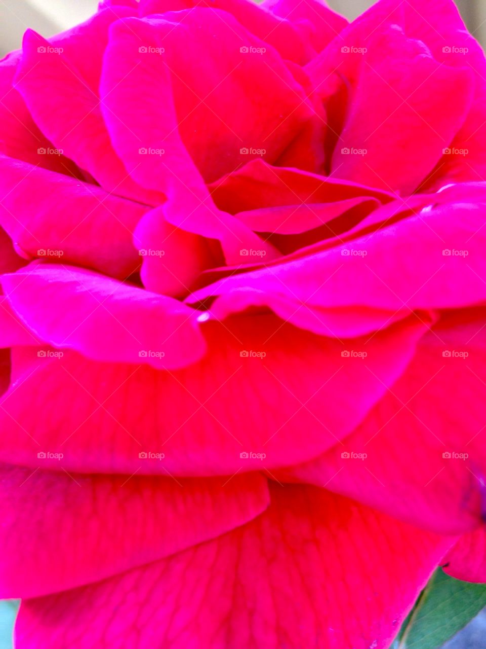 Rose close up