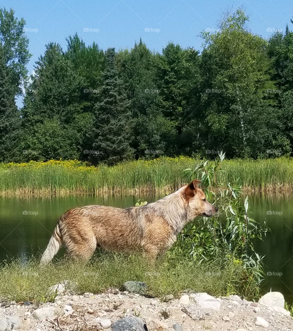 puppy and pond
