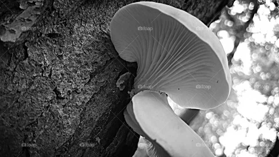 Monochrome, One, People, Nature, No Person