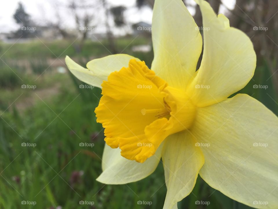 yellow daffodil