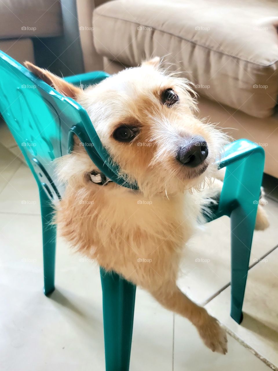 Dog resting in his favorite chair