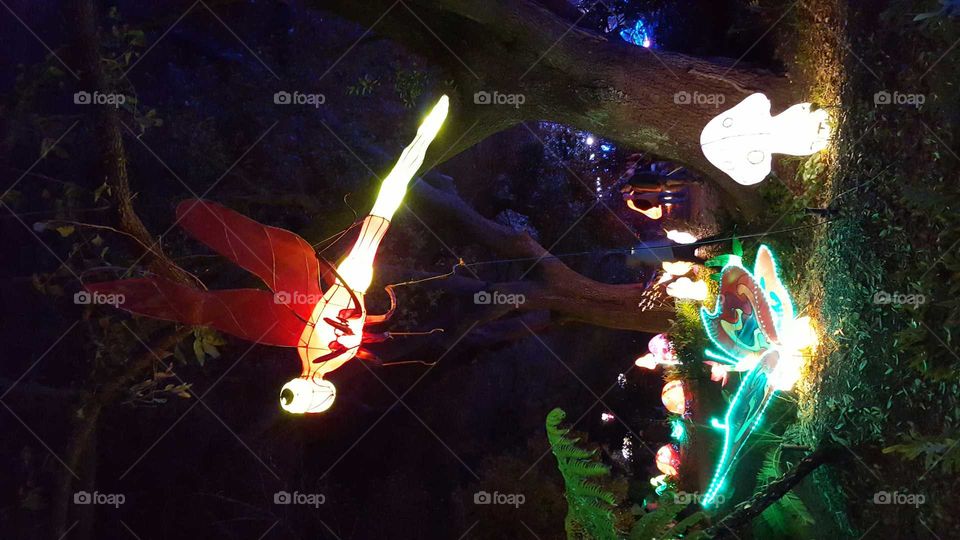 China Lights Dragonfly