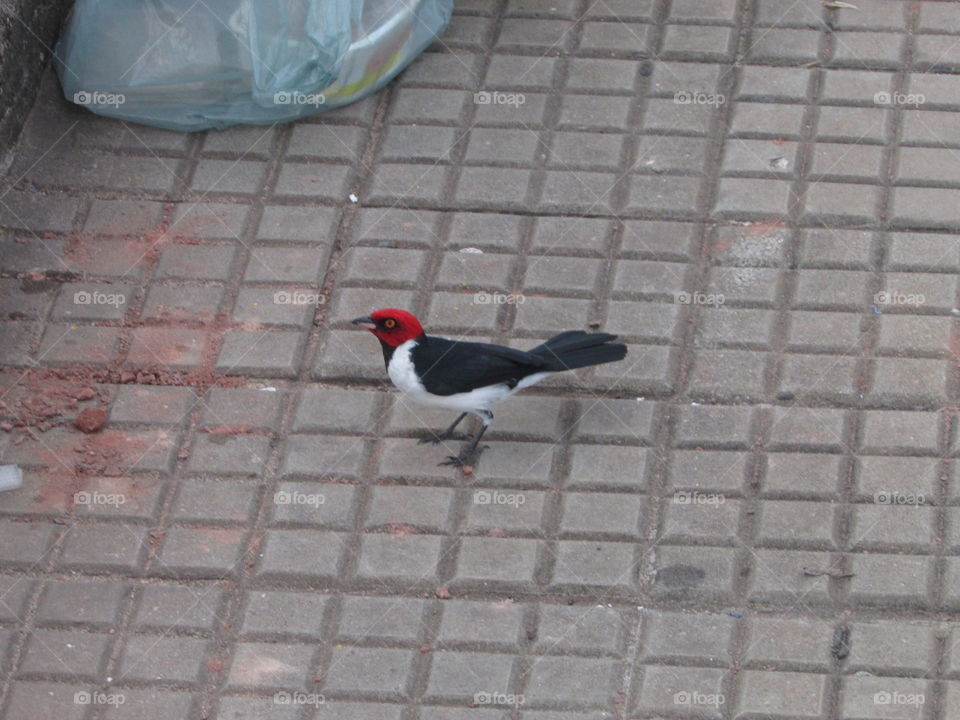 pássaro, orla de Santarém, vermelho, cores vivas.