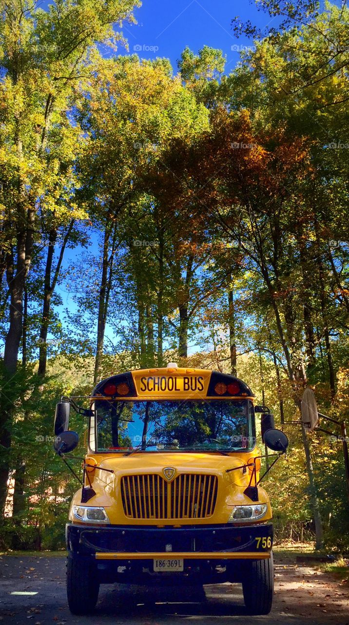 Yellow school bus parked in the woods 