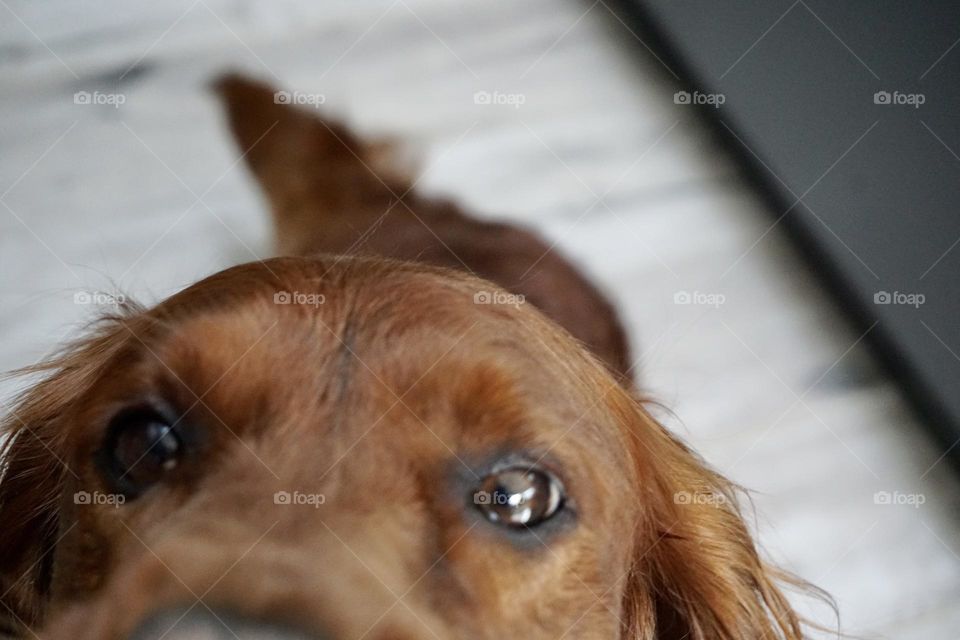 Eye spy food … Quinn following a treat with his eyes and his nose 🐶