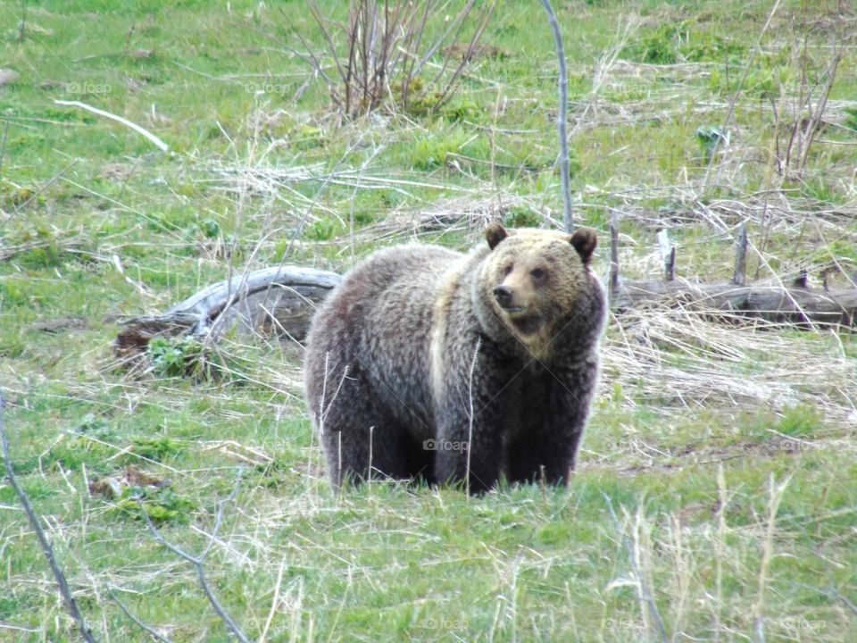 Grizzly bear in Yellowstone National Park. 