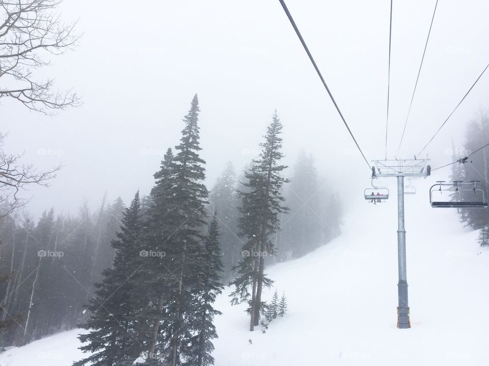 Snow fall in the forest