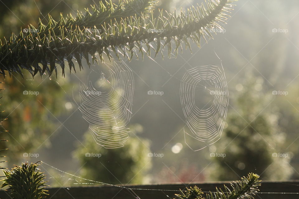 Beautiful creation!  Spiderwebs in the morning light. 