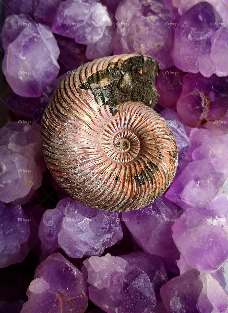 Lavender.  Pieces of raw lavender amethyst, on which lies the ancient animal ammonite