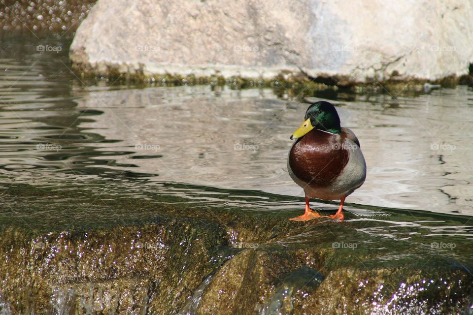Lone Mallard Duck at Waterfall