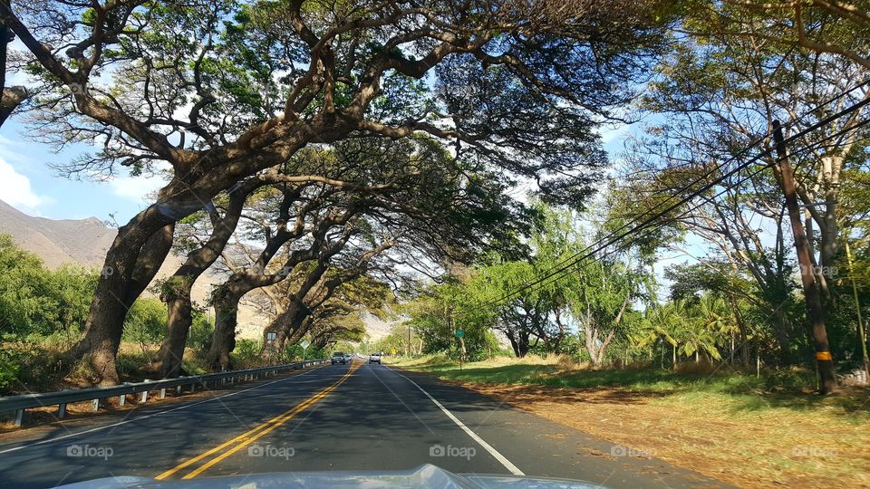 Driving thru Maui