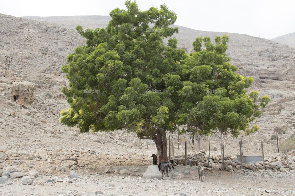 Countryside and lonely green tree in the Sahara desert.
