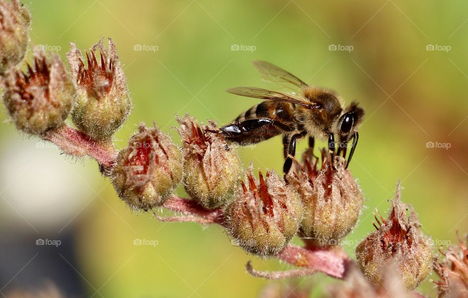 Close up of bee collecting pollen from the flower