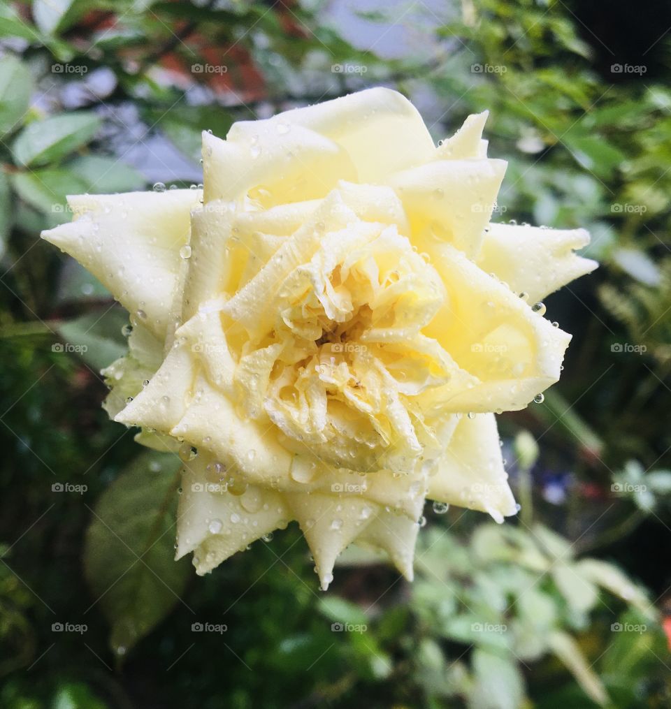 Yellow rose with water drops 