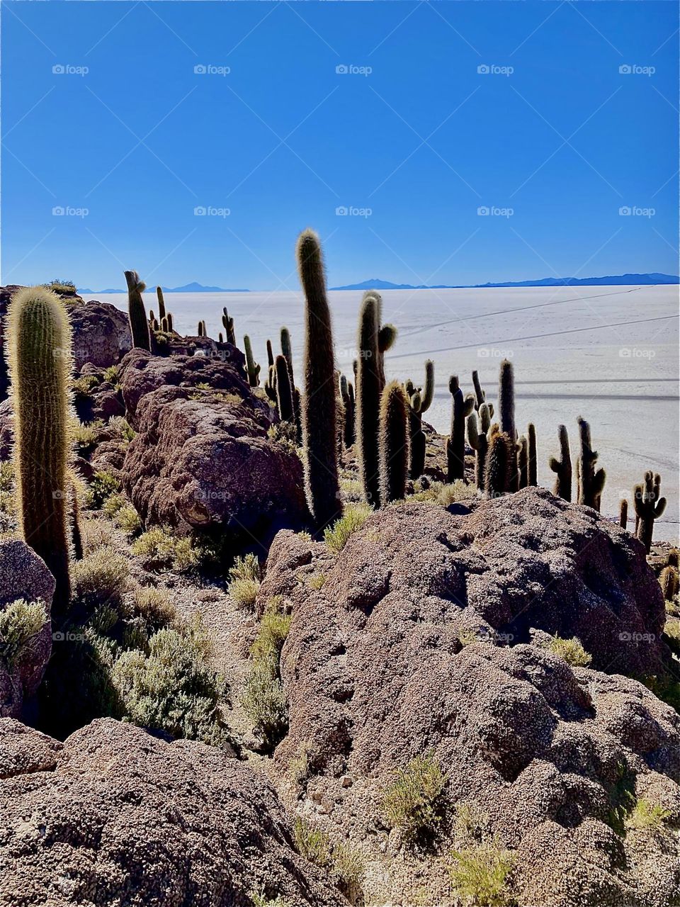 This beautiful impression comes to us from the “Uniyuni Salt Lake” in “Bolivia” in “Central America”. Cactus plants of varying sizes are springing up from between the rocks at the shore. 2022. Hypnotic Productions