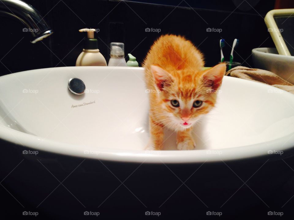 Orange tabby kitten in sink 