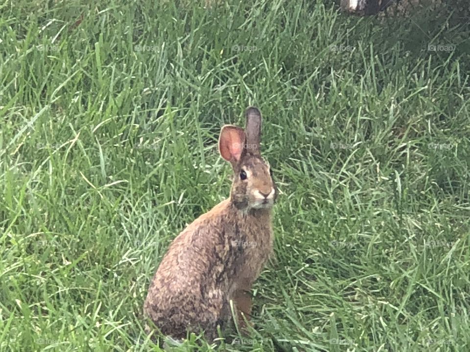 Backyard baby bunny 