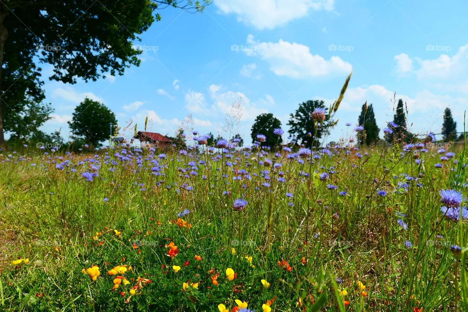 beautiful meadow flowers