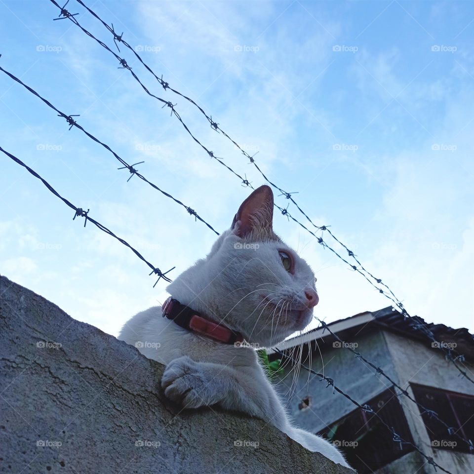 Cat on concrete fence with sky as background...